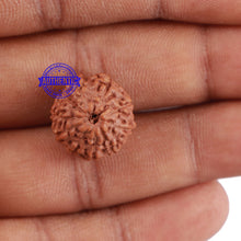 Load image into Gallery viewer, 10 Mukhi Rudraksha from Indonesia - Bead No. 63
