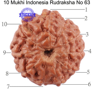 10 Mukhi Rudraksha from Indonesia - Bead No. 63