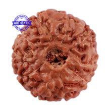Load image into Gallery viewer, 10 Mukhi Rudraksha from Indonesia - Bead No. 64
