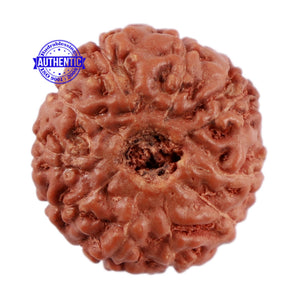 10 Mukhi Rudraksha from Indonesia - Bead No. 64