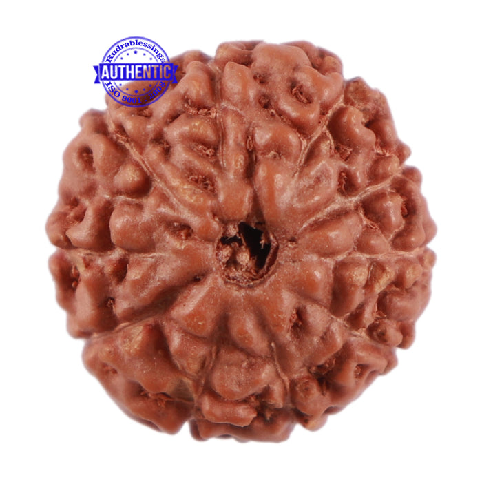 10 Mukhi Rudraksha from Indonesia - Bead No. 64