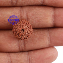 Load image into Gallery viewer, 10 Mukhi Rudraksha from Indonesia - Bead No. 64
