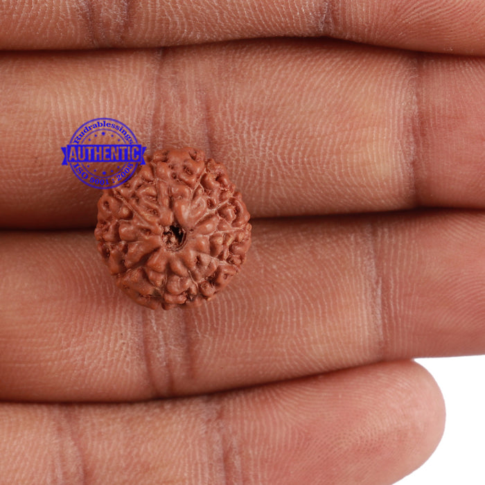 10 Mukhi Rudraksha from Indonesia - Bead No. 64