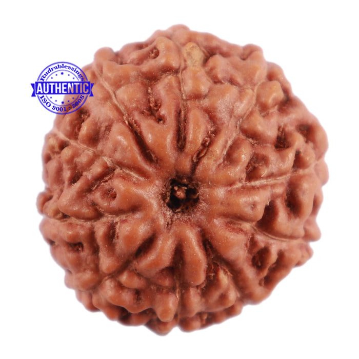 10 Mukhi Rudraksha from Indonesia - Bead No. 65