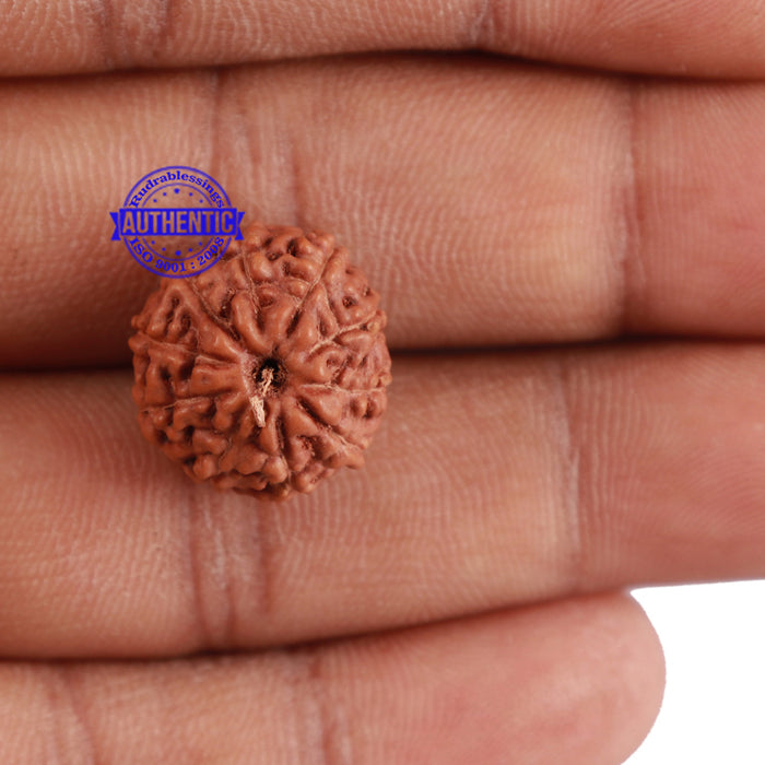 10 Mukhi Rudraksha from Indonesia - Bead No. 65