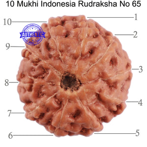 10 Mukhi Rudraksha from Indonesia - Bead No. 65