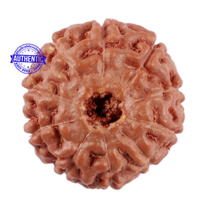 10 Mukhi Rudraksha from Indonesia - Bead No. 66