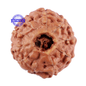 10 Mukhi Rudraksha from Indonesia - Bead No. 67