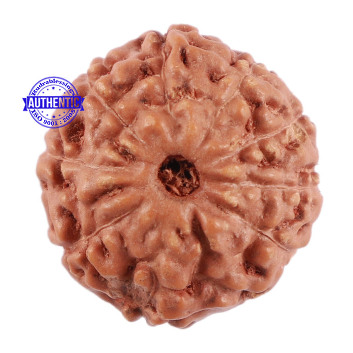 10 Mukhi Rudraksha from Indonesia - Bead No. 67