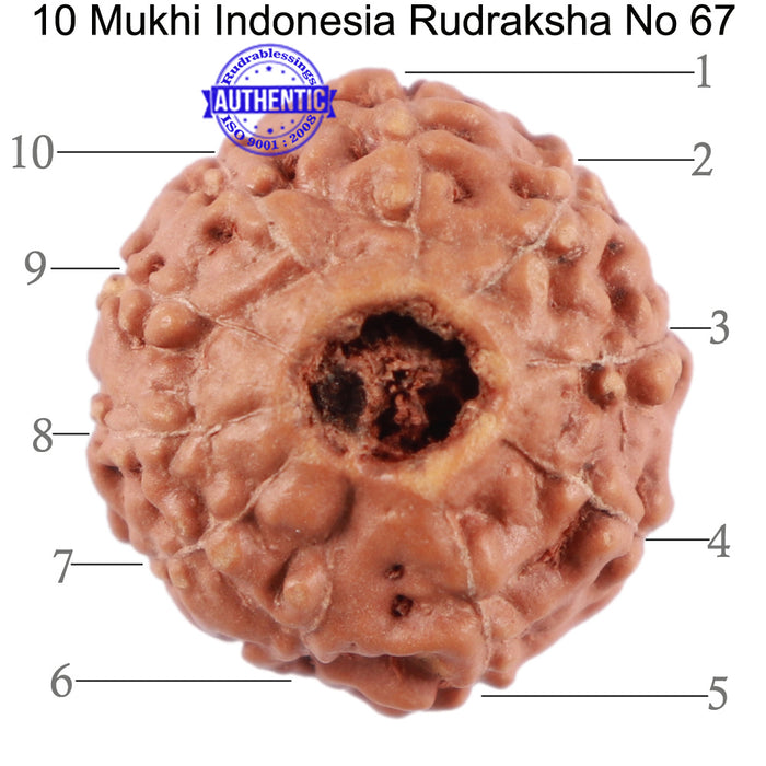 10 Mukhi Rudraksha from Indonesia - Bead No. 67