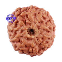 Load image into Gallery viewer, 10 Mukhi Rudraksha from Indonesia - Bead No. 68
