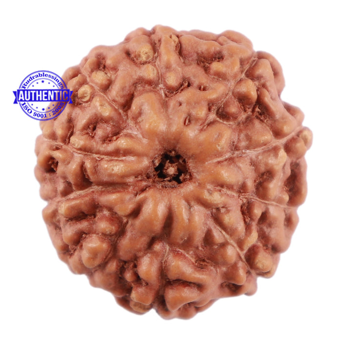 10 Mukhi Rudraksha from Indonesia - Bead No. 68