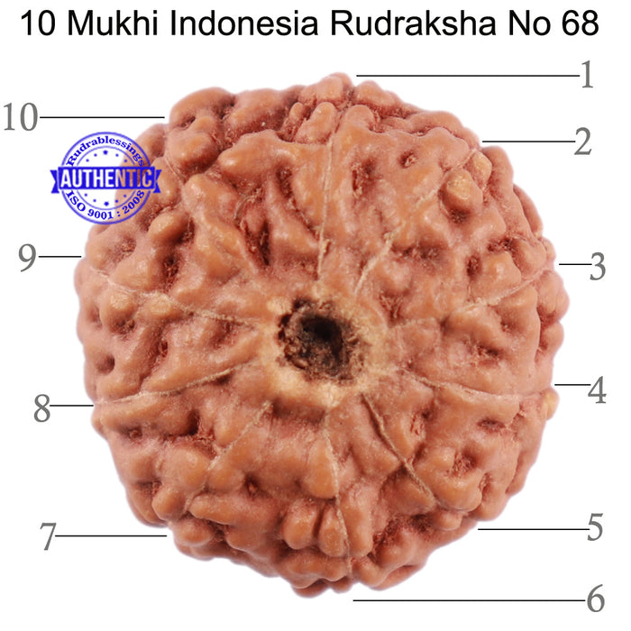 10 Mukhi Rudraksha from Indonesia - Bead No. 68