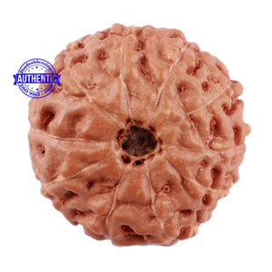 10 Mukhi Rudraksha from Indonesia - Bead No. 69