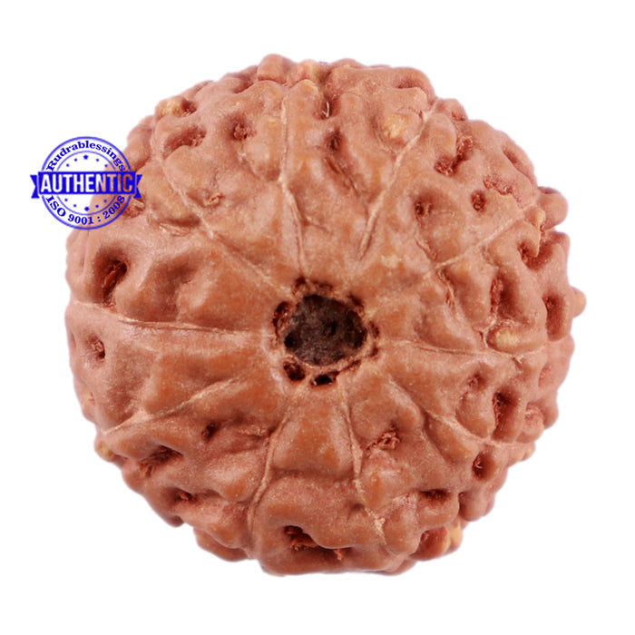 10 Mukhi Rudraksha from Indonesia - Bead No. 69
