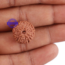Load image into Gallery viewer, 10 Mukhi Rudraksha from Indonesia - Bead No. 69
