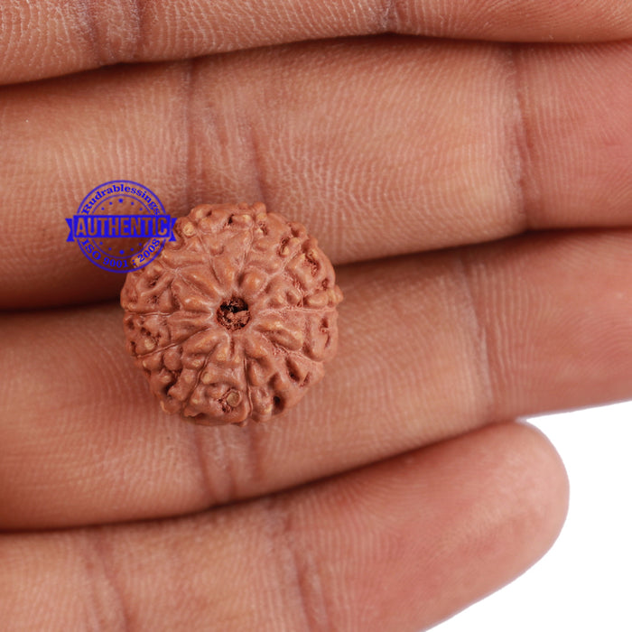 10 Mukhi Rudraksha from Indonesia - Bead No. 69