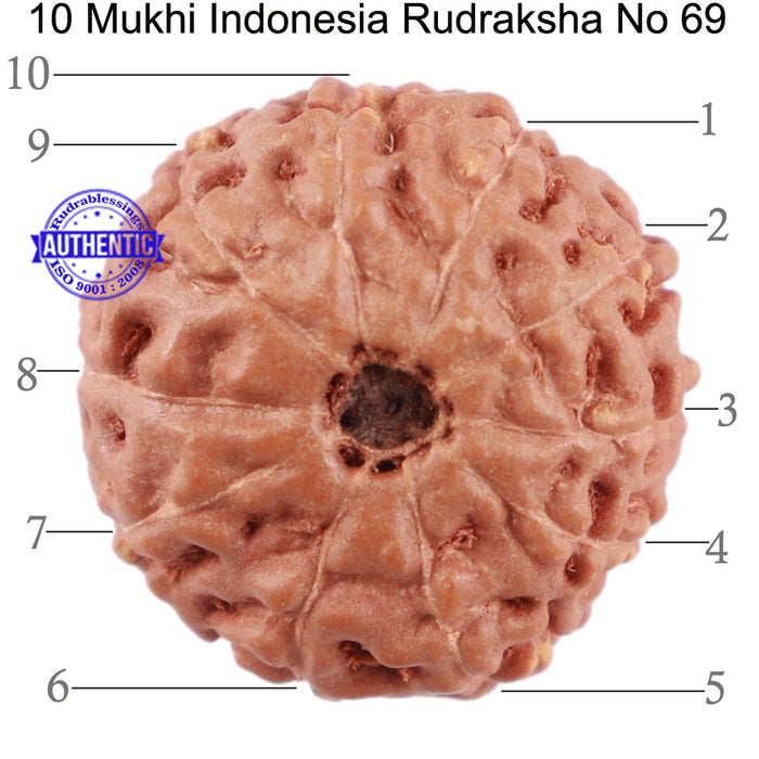 10 Mukhi Rudraksha from Indonesia - Bead No. 69
