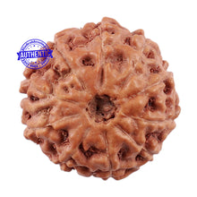 Load image into Gallery viewer, 10 Mukhi Rudraksha from Indonesia - Bead No. 6
