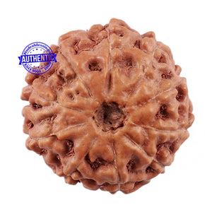 10 Mukhi Rudraksha from Indonesia - Bead No. 6