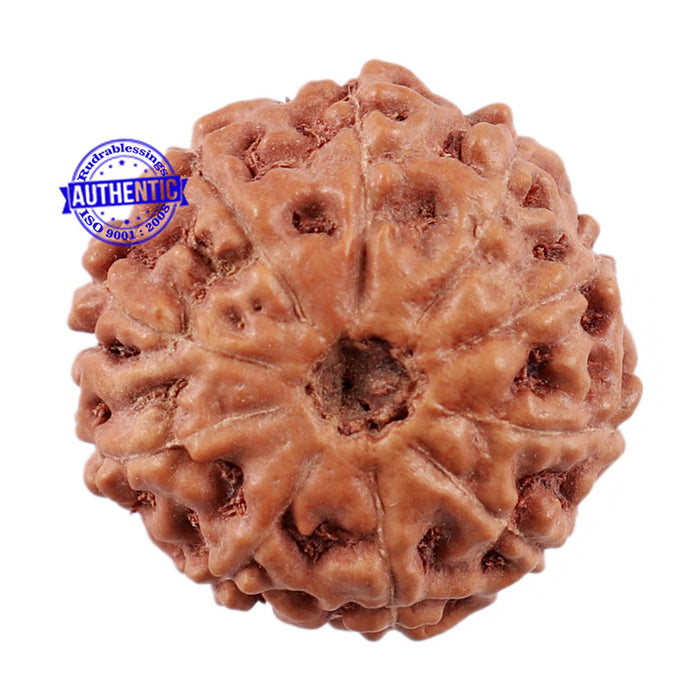 10 Mukhi Rudraksha from Indonesia - Bead No. 6