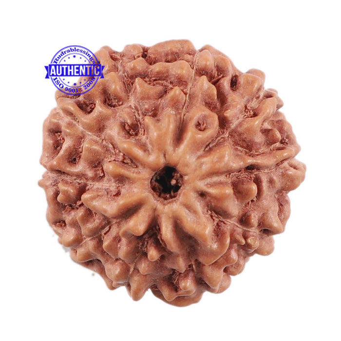 10 Mukhi Rudraksha from Indonesia - Bead No. 6