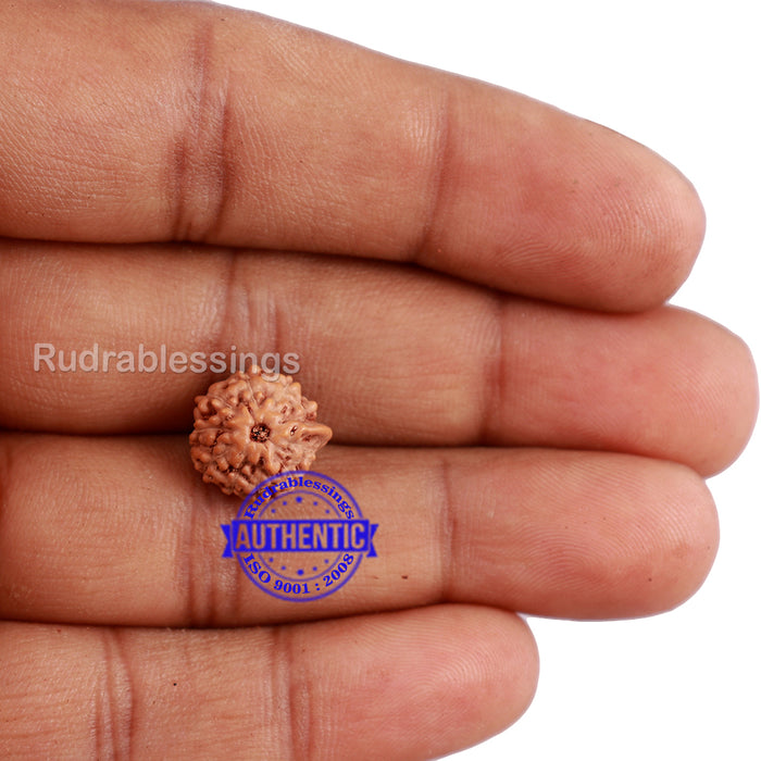 10 Mukhi Indonesian Ganesh Rudraksha - Bead No. 6