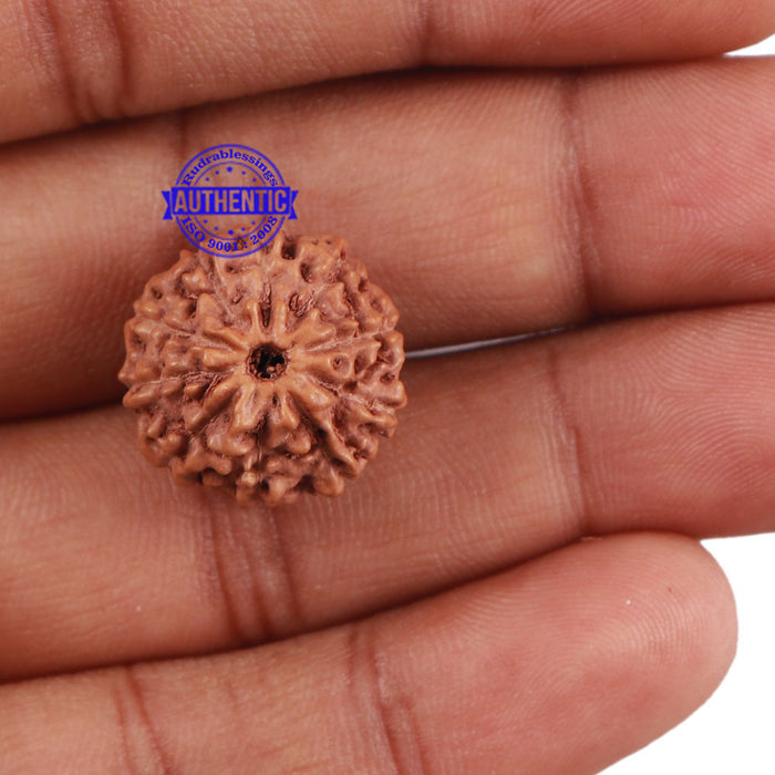 10 Mukhi Rudraksha from Indonesia - Bead No. 6