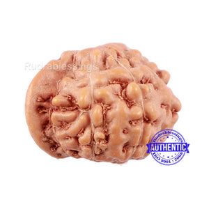 10 Mukhi Indonesian Ganesh Rudraksha - Bead No. 6