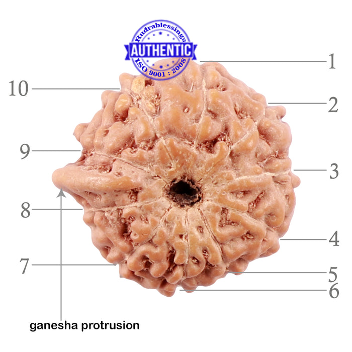 10 Mukhi Indonesian Ganesh Rudraksha - Bead No. 6