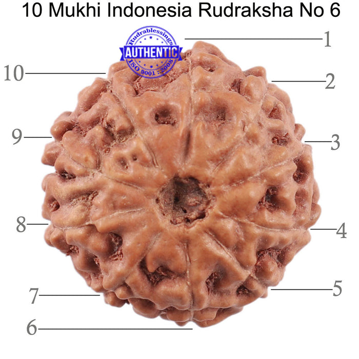 10 Mukhi Rudraksha from Indonesia - Bead No. 6