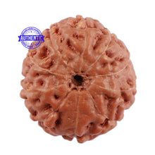 Load image into Gallery viewer, 10 Mukhi Rudraksha from Indonesia - Bead No. 70
