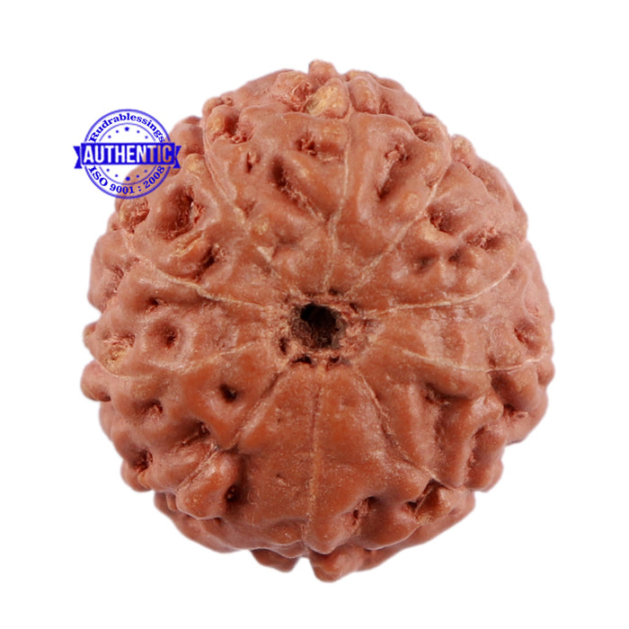 10 Mukhi Rudraksha from Indonesia - Bead No. 70