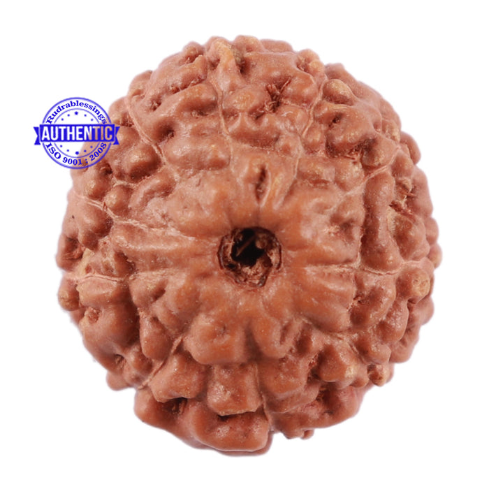 10 Mukhi Rudraksha from Indonesia - Bead No. 70