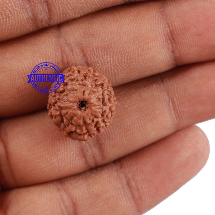 10 Mukhi Rudraksha from Indonesia - Bead No. 70