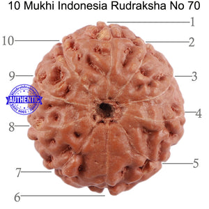 10 Mukhi Rudraksha from Indonesia - Bead No. 70