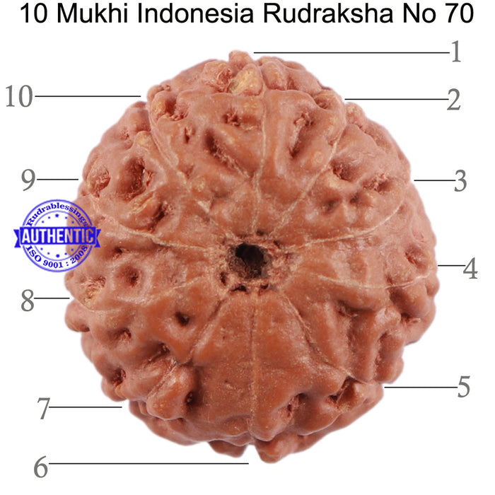 10 Mukhi Rudraksha from Indonesia - Bead No. 70