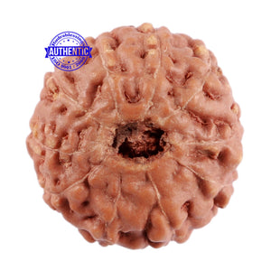 10 Mukhi Rudraksha from Indonesia - Bead No. 71