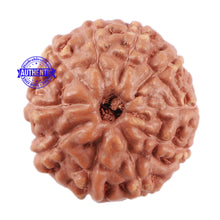 Load image into Gallery viewer, 10 Mukhi Rudraksha from Indonesia - Bead No. 71
