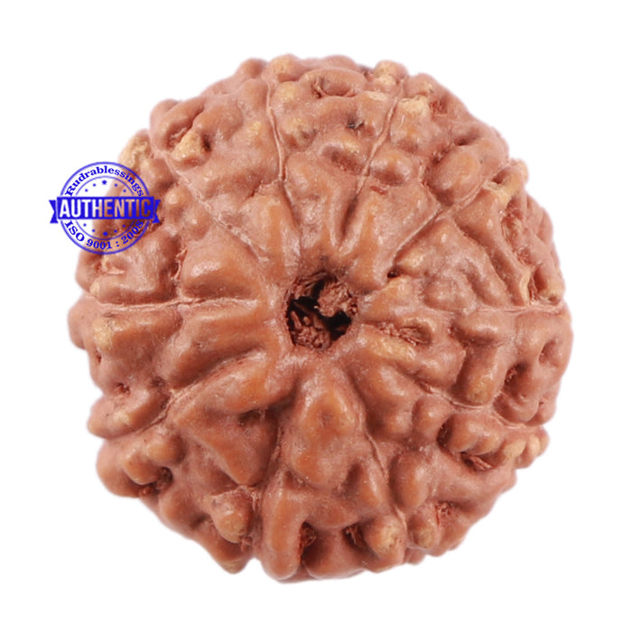 10 Mukhi Rudraksha from Indonesia - Bead No. 71