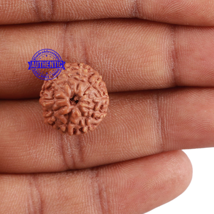 10 Mukhi Rudraksha from Indonesia - Bead No. 71