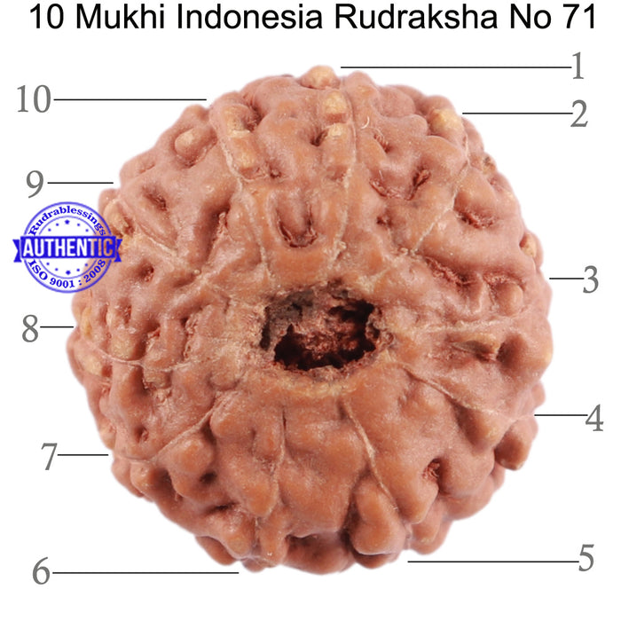 10 Mukhi Rudraksha from Indonesia - Bead No. 71