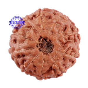 10 Mukhi Rudraksha from Indonesia - Bead No. 73
