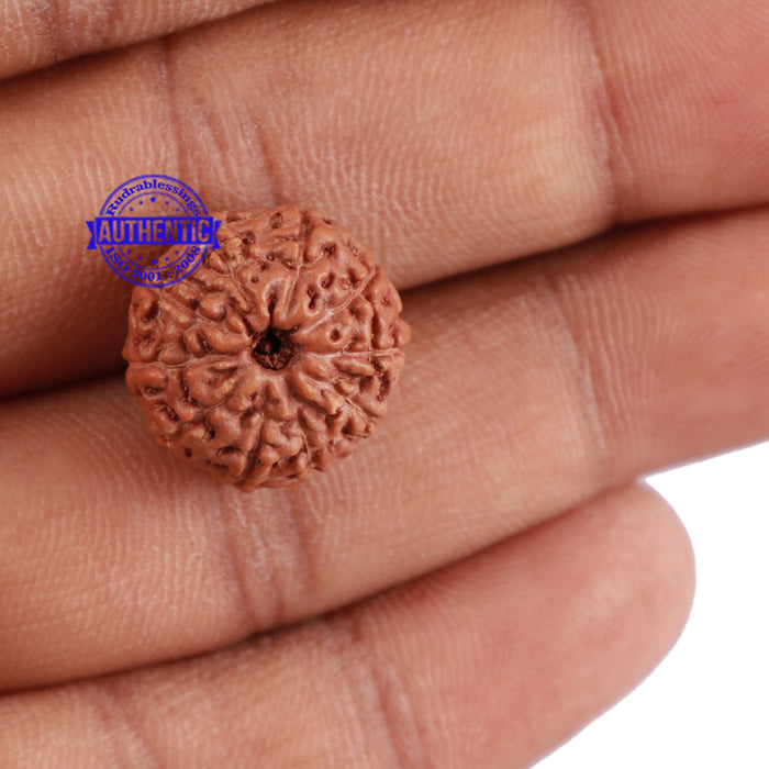 10 Mukhi Rudraksha from Indonesia - Bead No. 73