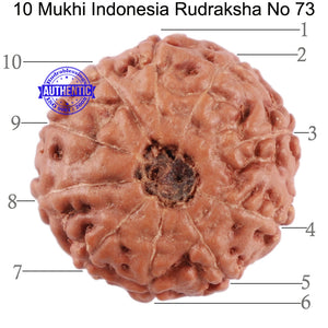 10 Mukhi Rudraksha from Indonesia - Bead No. 73