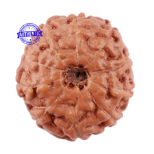 Load image into Gallery viewer, 10 Mukhi Rudraksha from Indonesia - Bead No. 74
