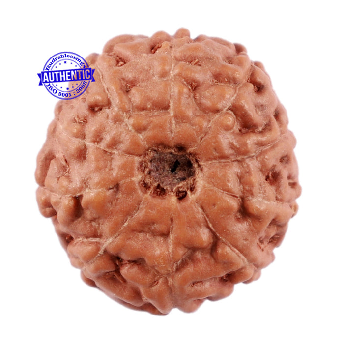 10 Mukhi Rudraksha from Indonesia - Bead No. 74