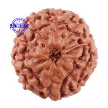 Load image into Gallery viewer, 10 Mukhi Rudraksha from Indonesia - Bead No. 74
