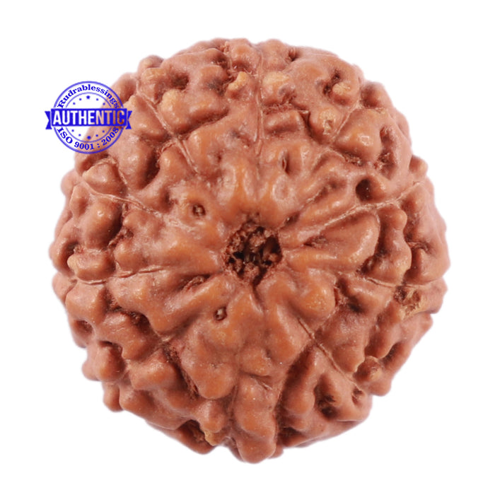 10 Mukhi Rudraksha from Indonesia - Bead No. 74