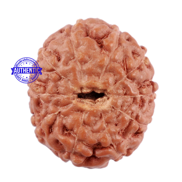10 Mukhi Rudraksha from Indonesia - Bead No. 75